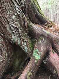 Close-up of tree trunk in forest