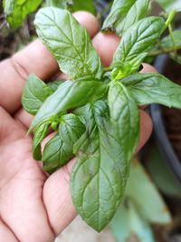 Close-up of hand holding leaves