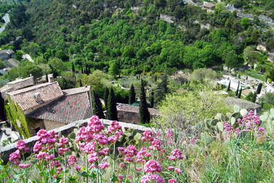 Flowering plants against trees