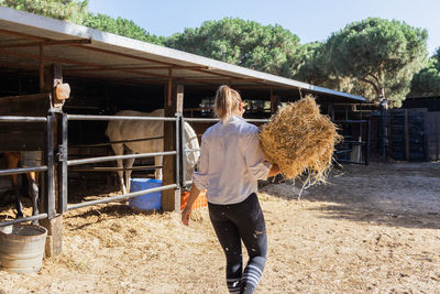 Back view of unrecognizable female farmer carrying hay for horses in stable on ranch