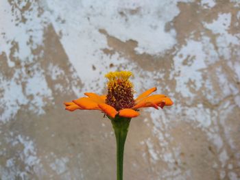 Close-up of orange flower