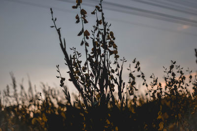 Close-up of silhouette plants on field against sky at sunset