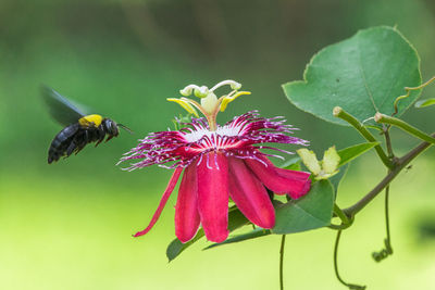 Close-up of insect pollinating on flower