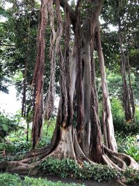 Trees in forest