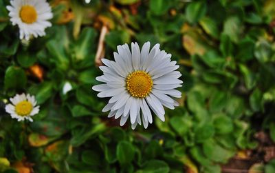 Close-up of white daisy flower