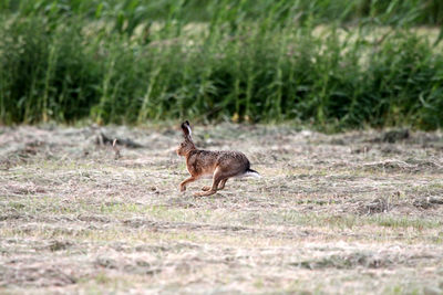 Side view of european hare running on field