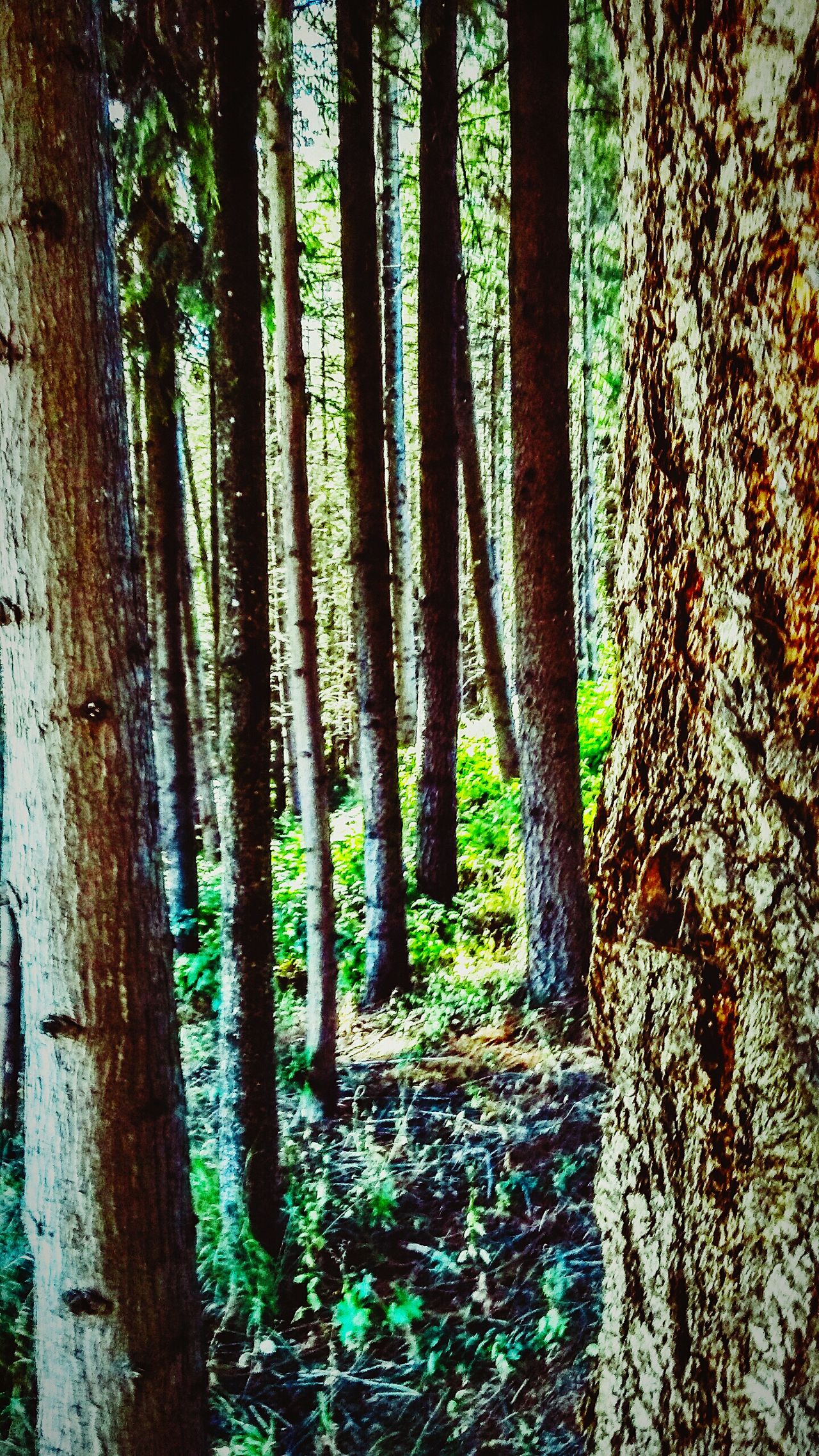 Oregon rainforest