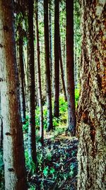 Trees in forest