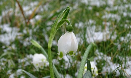 Close-up of white flowering plant