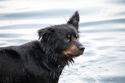 Border collie mix in the water
