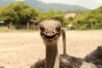 Close-up of ostrich on field