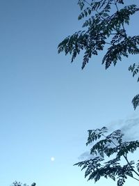 Low angle view of tree against blue sky