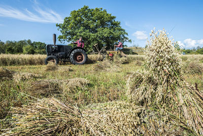 Farmers harvesting field