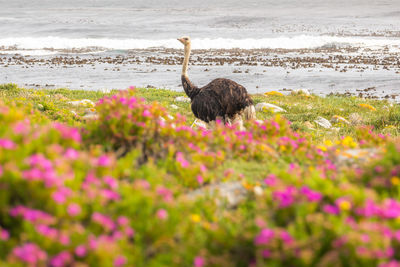 Ostrich walk for living on field at cape of good hope beach , south africa