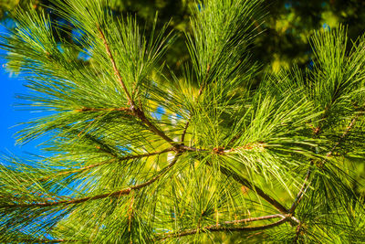 Close-up of palm tree