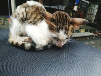 Close-up of kitten relaxing on vehicle seat