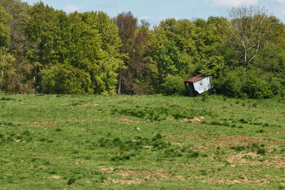 View of trees on field