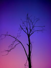 Low angle view of bare tree against clear blue sky