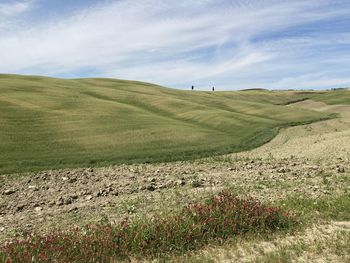 grassland