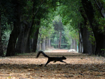 Side view of a horse on dirt road