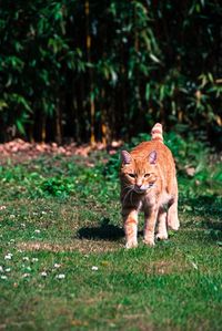 Lion walking on grass