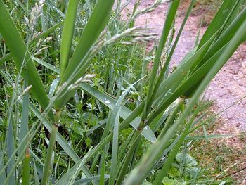 Close-up of plants growing on field