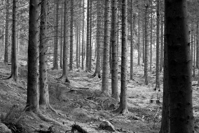 Trees in forest