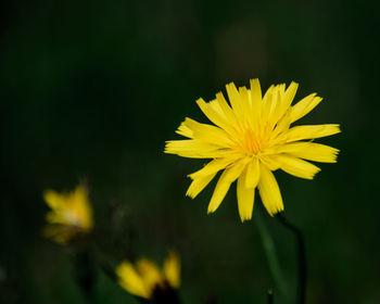 Close-up of yellow flower blooming outdoors