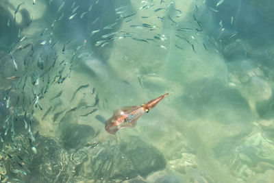 High angle view of fish swimming in sea