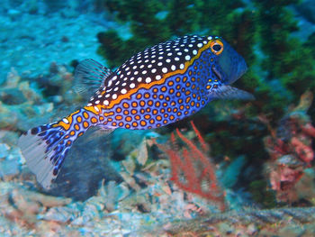 Close-up of fish swimming in sea