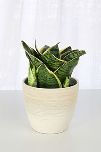 Close-up of potted plant on table