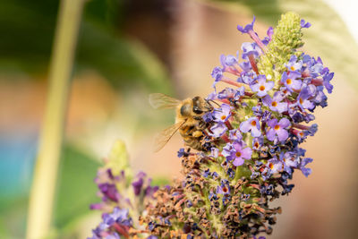 Close-up of bee pollinating on flower