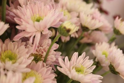 Close-up of pink flower