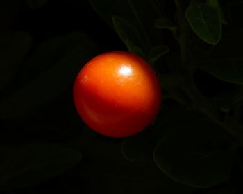 Close-up of tomatoes on tree