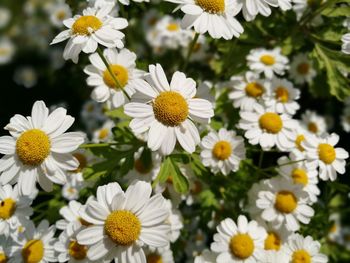Close-up of white flowers blooming outdoors
