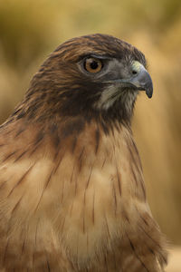 Close-up of owl