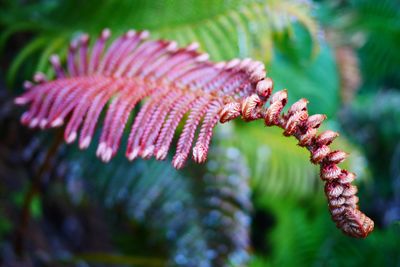 Close-up of pink flower on tree