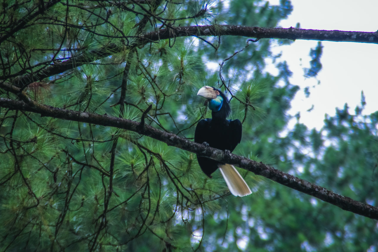 LOW ANGLE VIEW OF BIRD PERCHING ON BRANCH