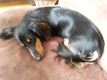 Dog sleeping on bed