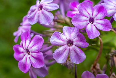 Close-up of pink flowering plants