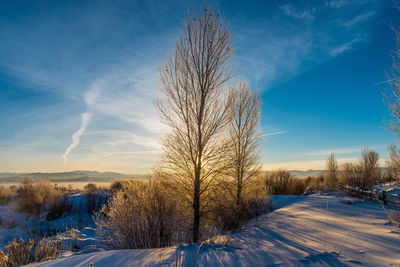 Bare tree on snow field against blue sky