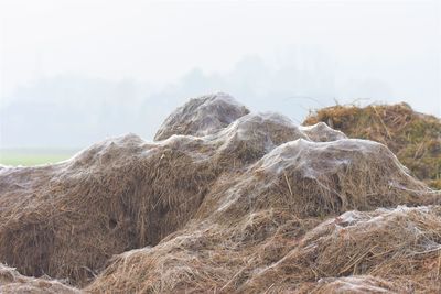 Close-up of spider web on cut grass