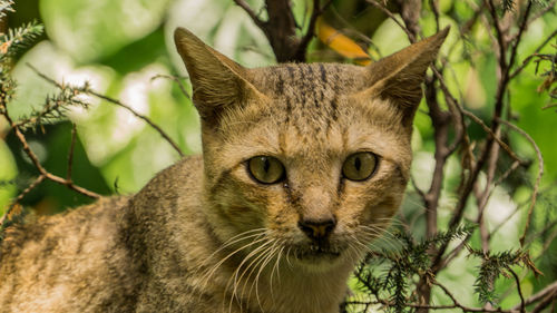 Close-up portrait of cat