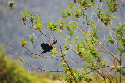 Bird perching on a tree