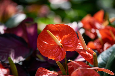 Close-up of red flowering plant in park