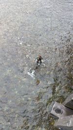 High angle view of turtle in water