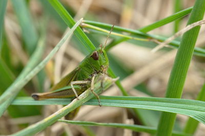 Close-up of insect on grass