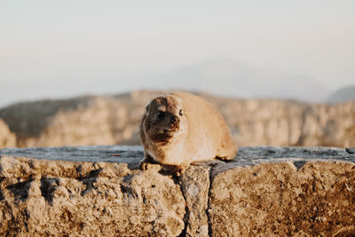 View of animal on rock