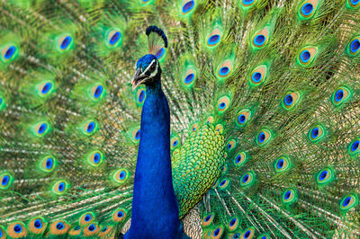 Close-up of peacock