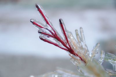 Close-up of wet plant during winter